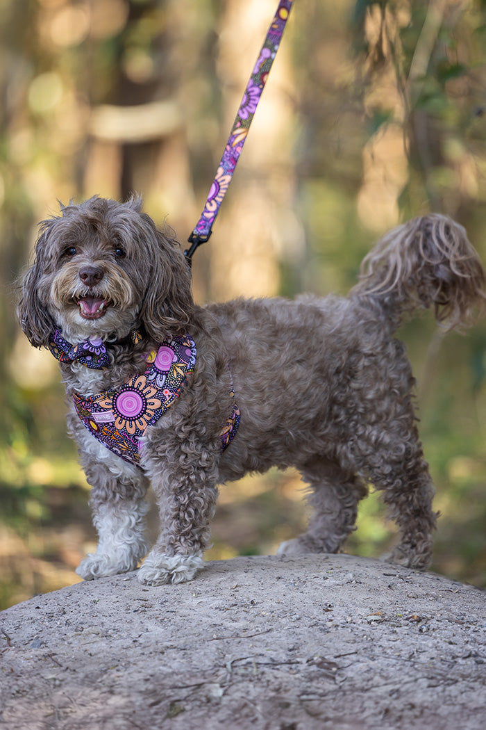 Country Resources 'Animal Welfare League' Dog Leash