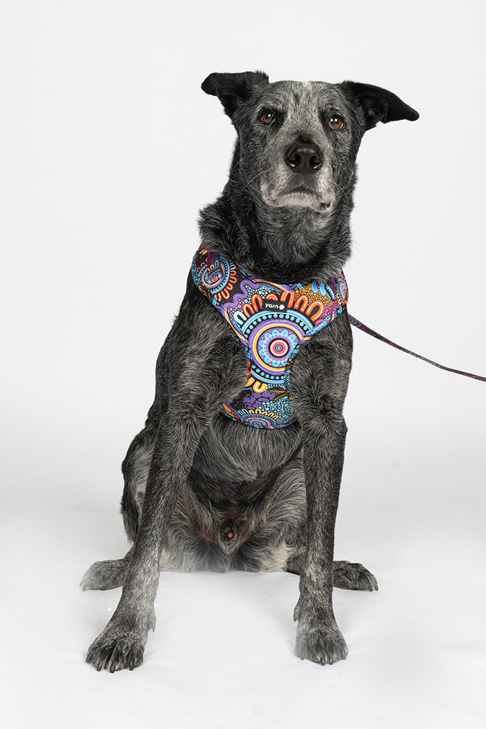 Celebration 'Animal Welfare League' Dog Harness