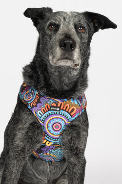 Celebration 'Animal Welfare League' Dog Harness